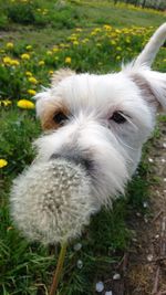 Close-up portrait of white dog on field