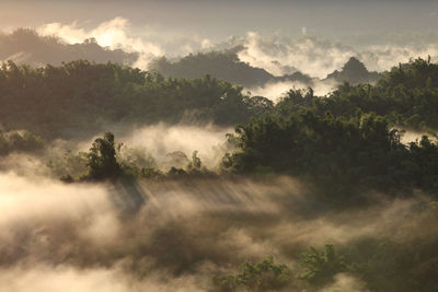 Scenic view of forest against sky during sunset