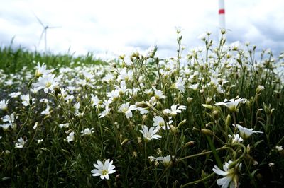 Close-up of white flowering plants on field