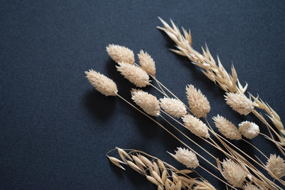 Close-up of plants over black background