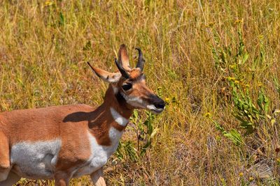 Deer standing on field