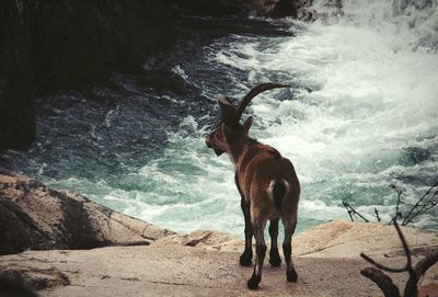 Dog standing on shore