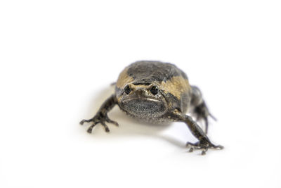 Close-up of insect on white background