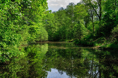 Reflection of trees in water