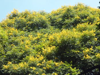 Yellow flowers growing on tree