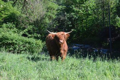 Cow in a field