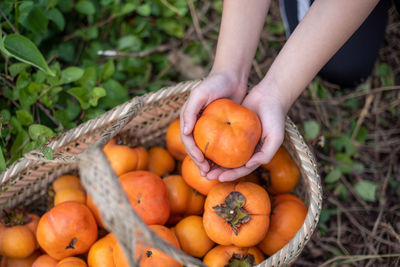 Midsection of woman holding fruits