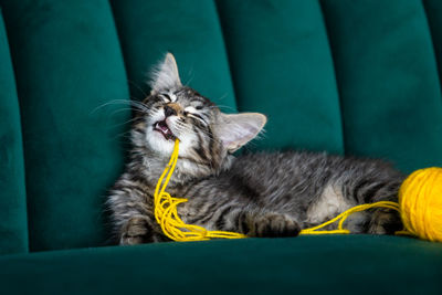 Close-up portrait of cat relaxing