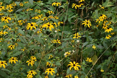 Close-up of yellow flowering plants on field