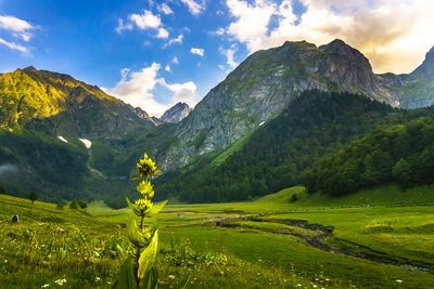 Scenic view of field against sky