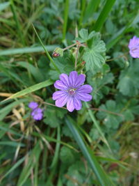 High angle view of purple flowers blooming outdoors