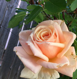 Close-up of rose