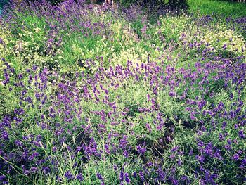 Purple flowers plant