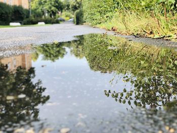 Reflection of trees in lake