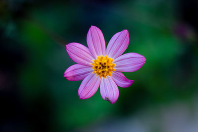 Close-up of pink flower