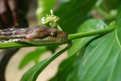Close-up of python on plant