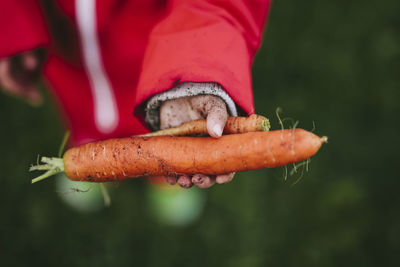 Girls hand holding carrots