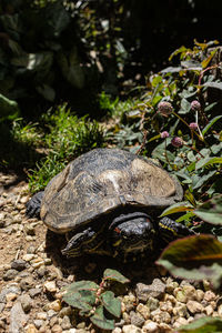 Close-up of turtle on field