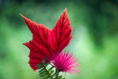 Close-up of red flowering plant