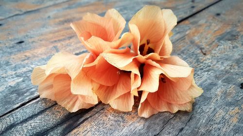 Close-up of flower on table