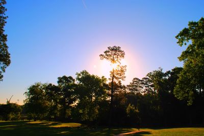 Silhouette of trees during sunset