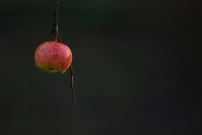 Close-up of apple hanging against black background