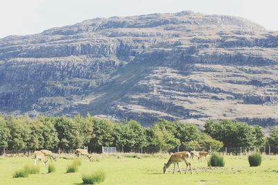 Cows grazing on field against mountains