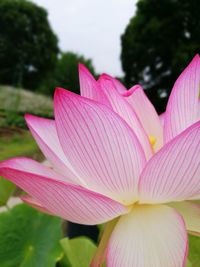 Close-up of pink lotus blooming outdoors