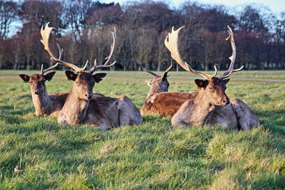 Deer sitting on grassy field