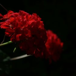 Close-up of red flowers