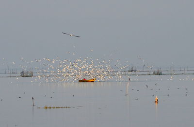 Birds flying over sea against sky