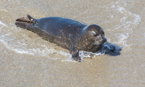 High angle view of sea lion on beach