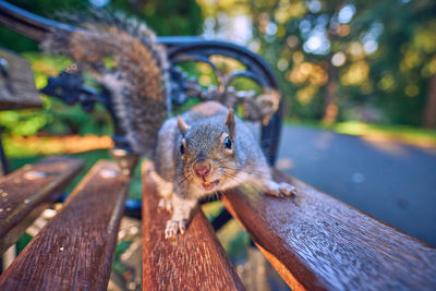 Close-up of squirrel