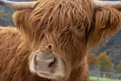 Close-up of a horse