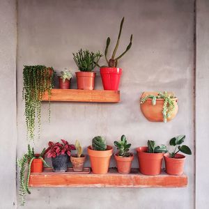 Potted plants in container