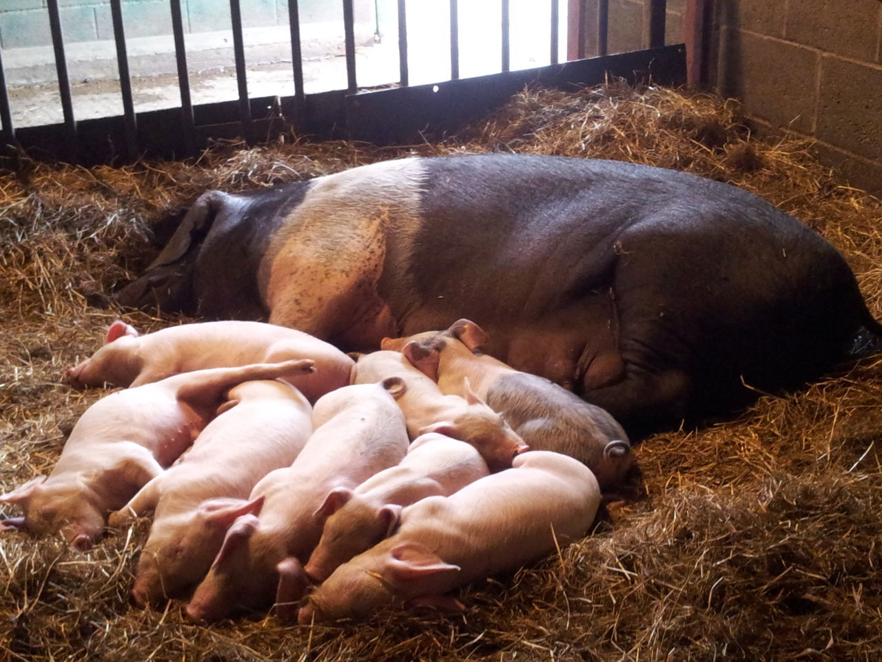 Pig and Piglets