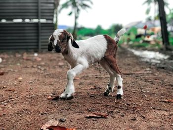 Portrait of a baby goat try to stand up for the first time.