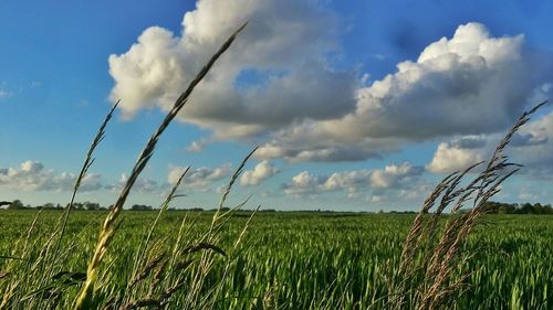 Scenic view of field against cloudy sky