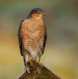 Close-up of owl perching on branch