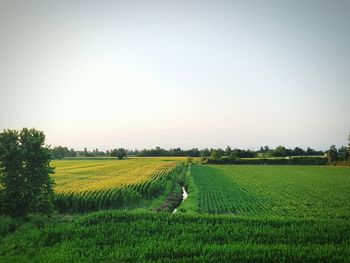 Scenic view of rural landscape