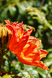 Close-up of red flower blooming outdoors