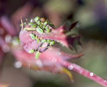 Close-up of pink rose flower