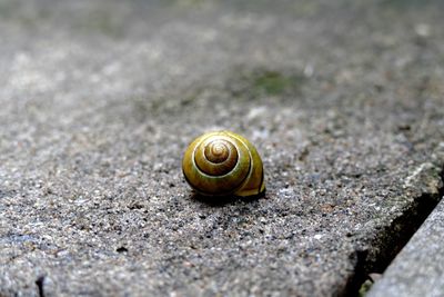 Close-up of snail