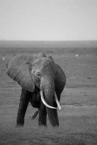 Elephant standing on field against sky