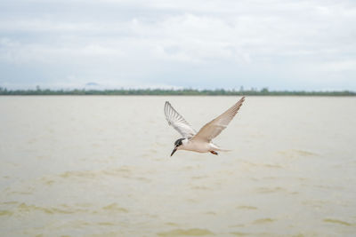 Seagull flying over sea