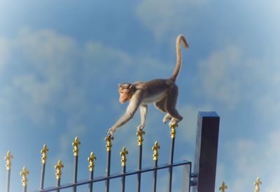 Low angle view of jumping monkey on metal against sky