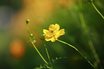 Close-up of yellow flowering plant growing in park during sunny day