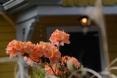 Close-up of flowering plant against building