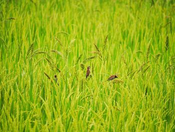 Close-up of lizard on field