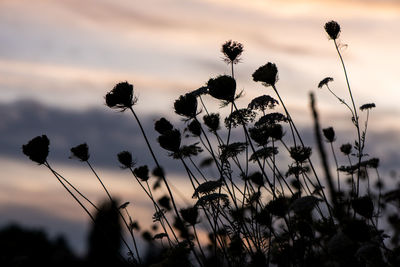 Close-up of silhouette plants on field against sky during sunset